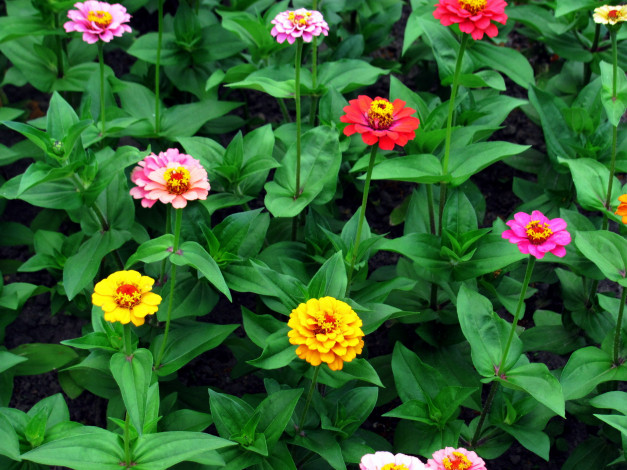 Обои картинки фото цветы, цинния