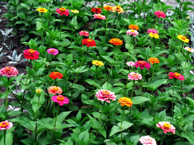 Обои картинки фото цветы, цинния