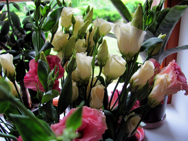 Обои картинки фото цветы, эустома