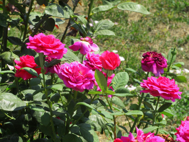 Обои картинки фото цветы, розы, лето, 2018, июнь