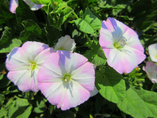 Обои картинки фото цветы, вьюнки,  ипомеи, лето, 2018, июнь