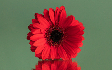 Картинка цветы герберы алая гербера макро