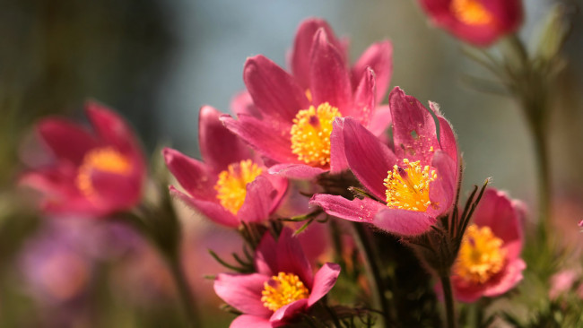 Обои картинки фото цветы, анемоны,  сон-трава, сон-трава