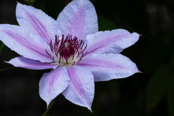 обоя цветы, клематис , ломонос, клематис, макро