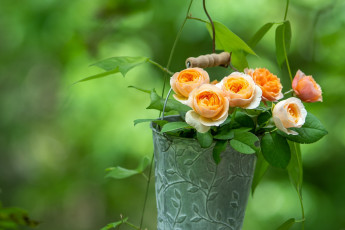 Картинка цветы розы