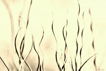 Картинка природа макро трава