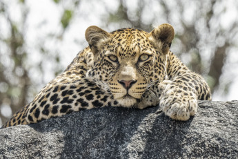 Картинка животные леопарды леопард