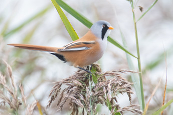 обоя животные, синицы,  лазоревки, птица