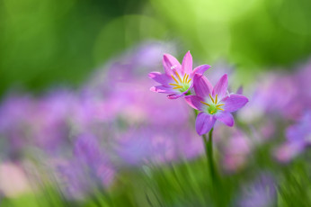 Картинка цветы зефирантесы нежность