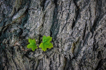 Картинка природа листья кора