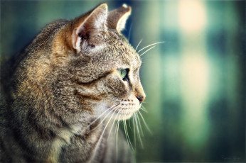 Картинка животные коты кот кошка