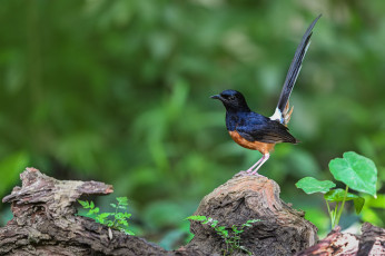 Картинка животные птицы птица