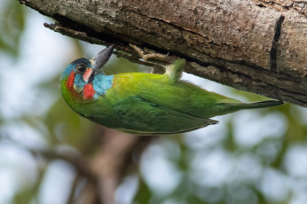 Картинка животные птицы птица