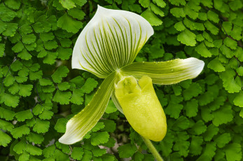 Картинка цветы орхидеи орхидея