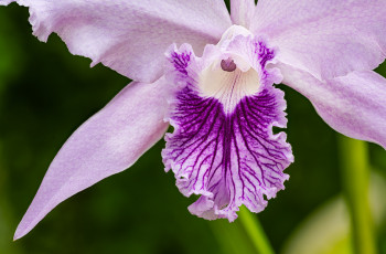 Картинка цветы орхидеи орхидея