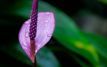 обоя цветы, антуриум , цветок фламинго, лиловый, антуриум, макро