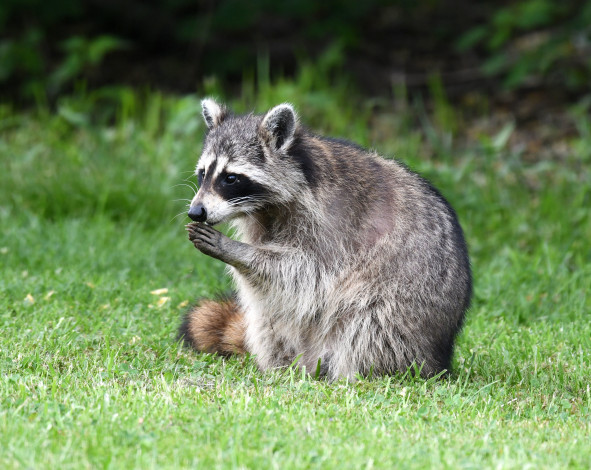 Обои картинки фото животные, еноты, енот