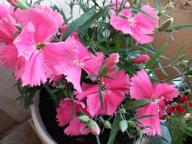 Обои картинки фото цветы, гвоздики, китайская, гвоздика