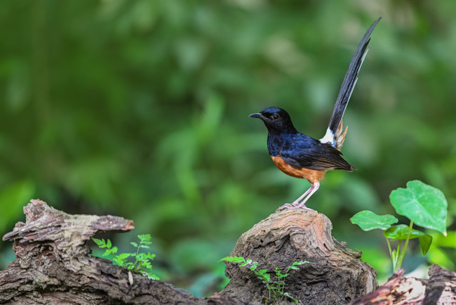 Обои картинки фото животные, птицы, птица