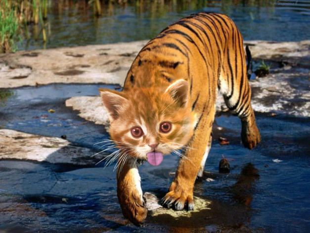 Обои картинки фото ну, дрянь, эти, молодильные, яблоки, надо, водичкой, запить, юмор, приколы