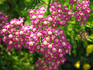 Картинка цветы луговые полевые