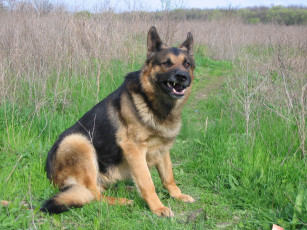 Картинка животные собаки