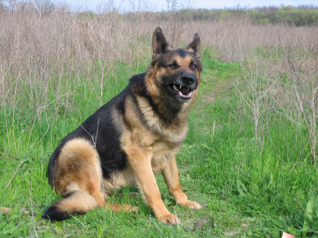 Обои картинки фото животные, собаки