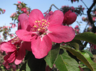 обоя цветы, цветущие, деревья, кустарники