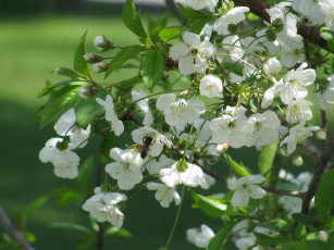 Картинка цветы цветущие деревья кустарники