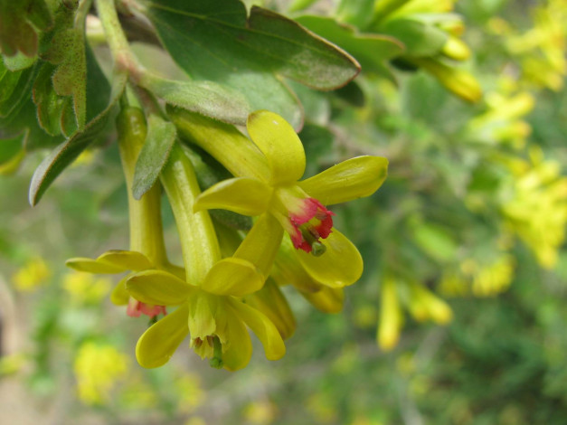 Обои картинки фото цветы, цветущие, деревья, кустарники