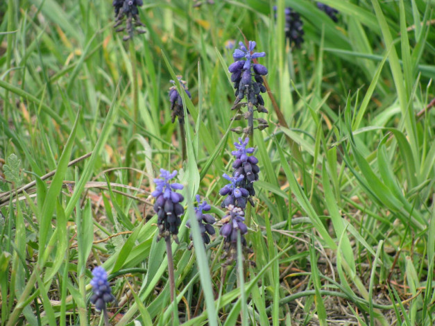 Обои картинки фото цветы, гиацинты