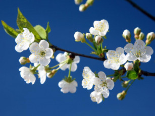 Картинка цветы цветущие деревья кустарники