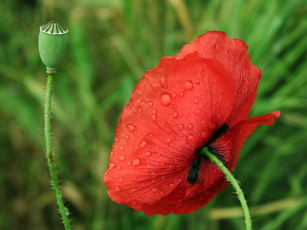 Картинка цветы маки