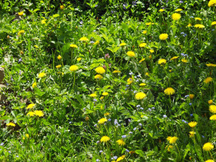 Картинка цветы одуванчики