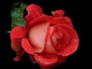 Картинка цветы розы