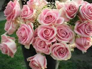 Картинка цветы розы