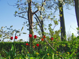 обоя цветы, тюльпаны