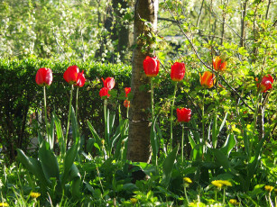 Картинка цветы тюльпаны