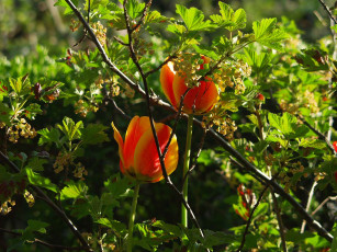 Картинка цветы тюльпаны