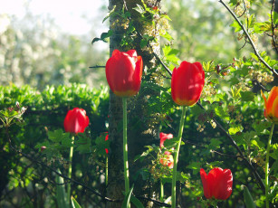 Картинка цветы тюльпаны