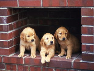 Картинка животные собаки