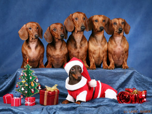 Картинка животные собаки