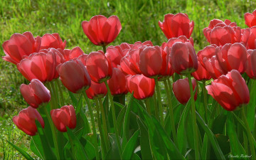 Картинка цветы тюльпаны