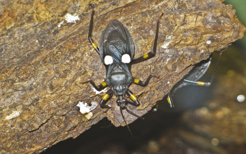 Картинка животные насекомые