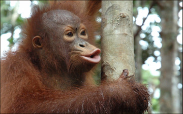 Картинка животные обезьяны