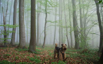 Картинка животные собаки