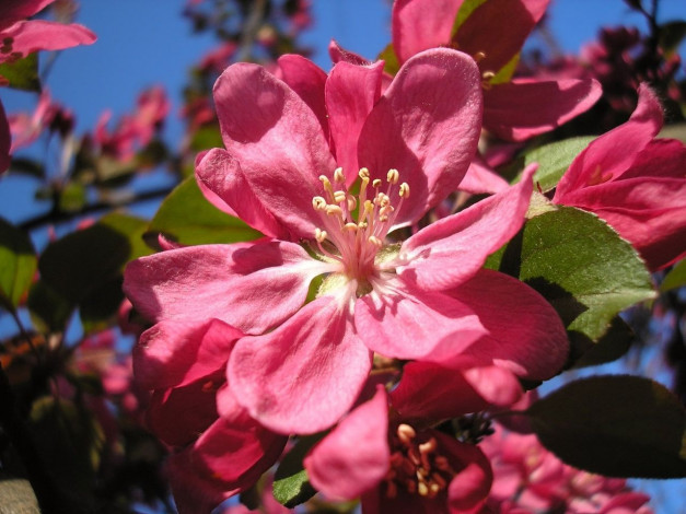 Обои картинки фото цветы, цветущие, деревья, кустарники