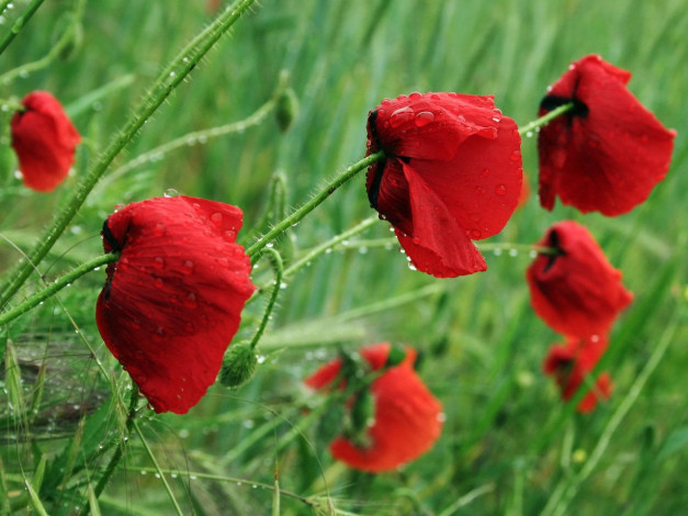 Обои картинки фото цветы, маки