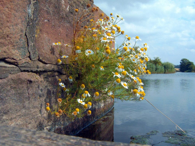 Обои картинки фото цветы, ромашки