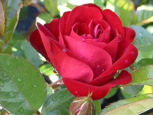 Обои картинки фото цветы, розы